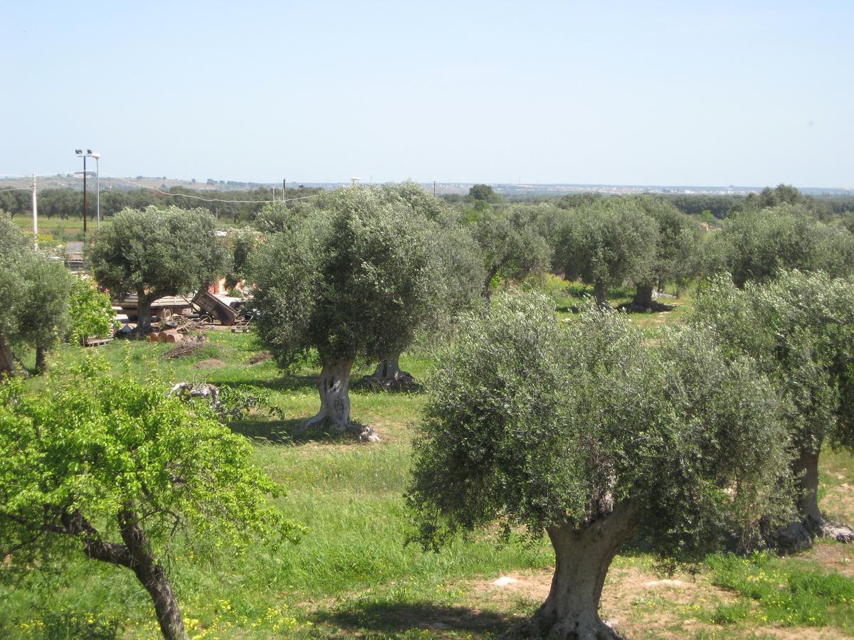 Il Sorriso B&B Pulsano Εξωτερικό φωτογραφία